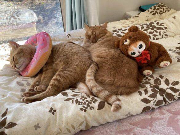 職場の物置に住みついた猫を保護→翌日怒った父猫がやってきた！おうちに迎えられた現在の姿にほっこり