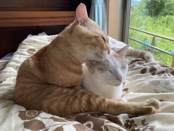 職場の物置に住みついた猫を保護→翌日怒った父猫がやってきた！おうちに迎えられた現在の姿にほっこり