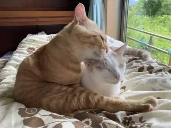 「職場の物置に住みついた猫を保護→翌日怒った父猫がやってきた！おうちに迎えられた現在の姿にほっこり」の画像