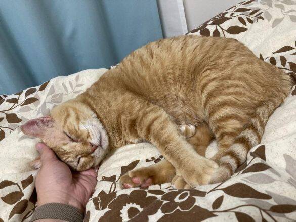 職場の物置に住みついた猫を保護→翌日怒った父猫がやってきた！おうちに迎えられた現在の姿にほっこり