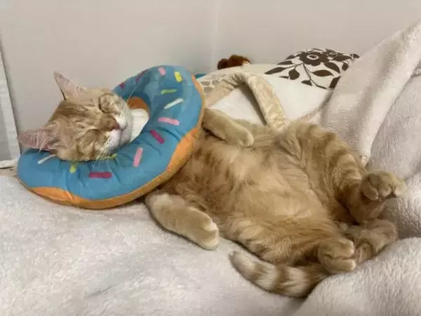 「職場の物置に住みついた猫を保護→翌日怒った父猫がやってきた！おうちに迎えられた現在の姿にほっこり」の画像