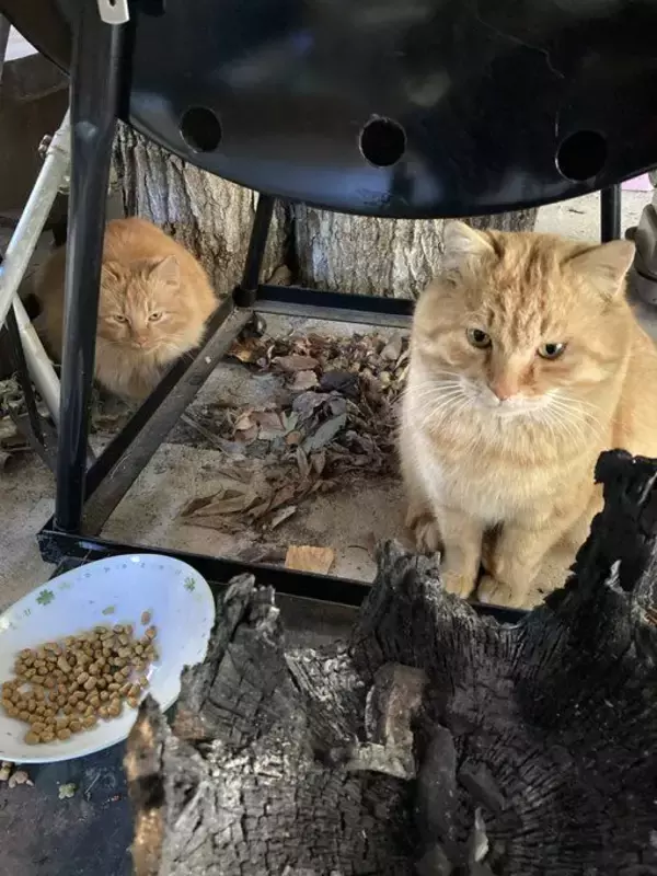 「職場の物置に住みついた猫を保護→翌日怒った父猫がやってきた！おうちに迎えられた現在の姿にほっこり」の画像