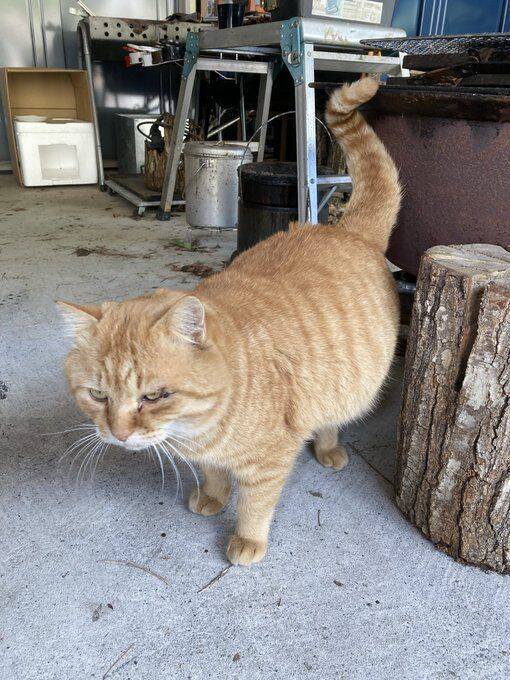 職場の物置に住みついた猫を保護→翌日怒った父猫がやってきた！おうちに迎えられた現在の姿にほっこり