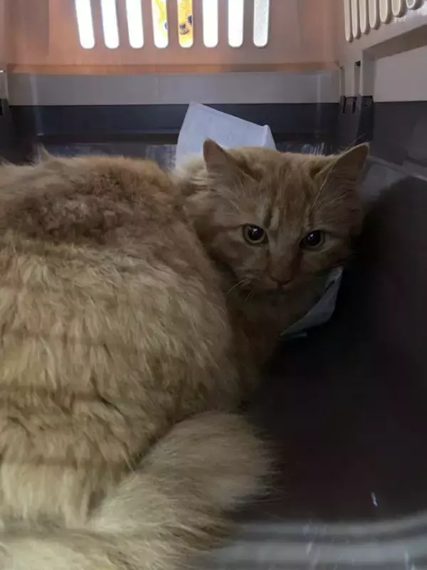 「職場の物置に住みついた猫を保護→翌日怒った父猫がやってきた！おうちに迎えられた現在の姿にほっこり」の画像