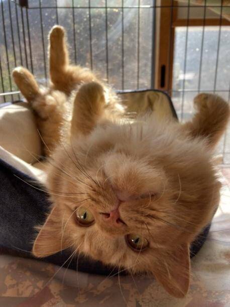 職場の物置に住みついた猫を保護→翌日怒った父猫がやってきた！おうちに迎えられた現在の姿にほっこり