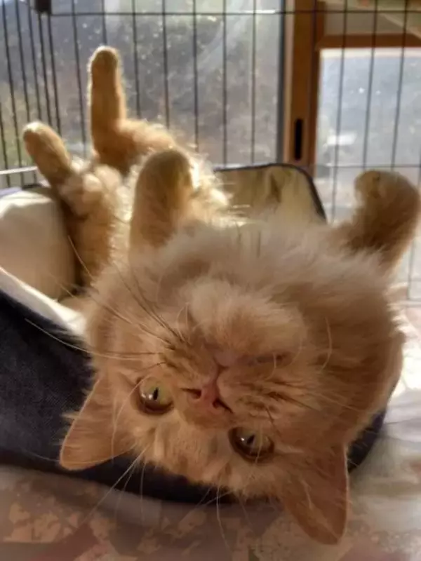 「職場の物置に住みついた猫を保護→翌日怒った父猫がやってきた！おうちに迎えられた現在の姿にほっこり」の画像