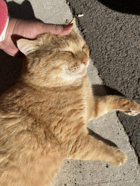 職場の物置に住みついた猫を保護→翌日怒った父猫がやってきた！おうちに迎えられた現在の姿にほっこり