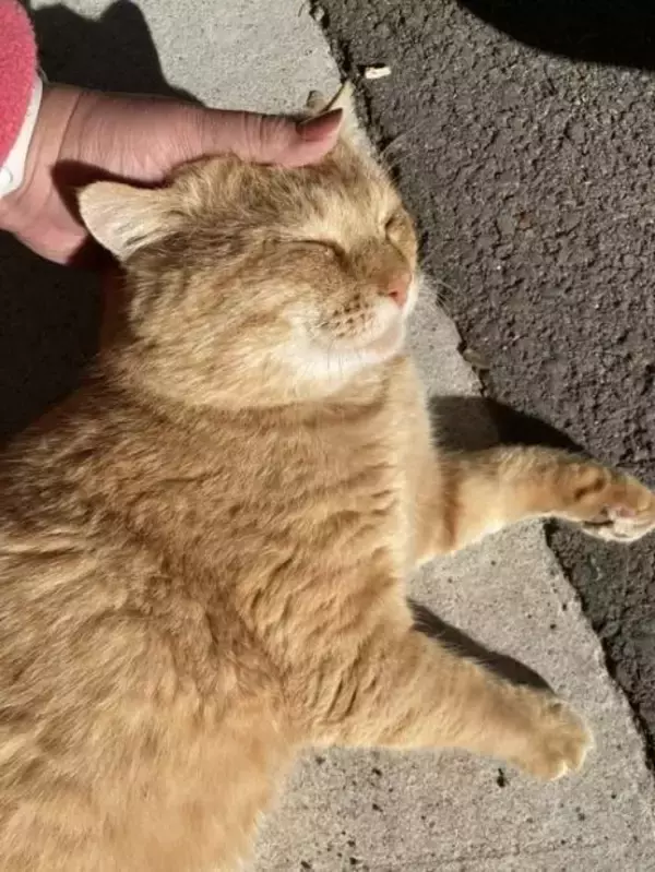 「職場の物置に住みついた猫を保護→翌日怒った父猫がやってきた！おうちに迎えられた現在の姿にほっこり」の画像