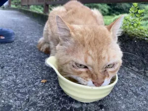 「職場の物置に住みついた猫を保護→翌日怒った父猫がやってきた！おうちに迎えられた現在の姿にほっこり」の画像