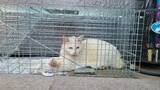「行き場を失ったガリガリの白猫を保護→数年後の“ふくふくなお姿”が素敵「目つきは鋭いけど実は…」」の画像2