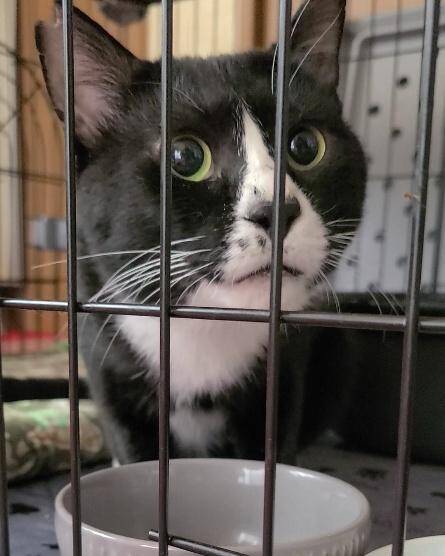 行き場を失ったガリガリの白猫を保護→数年後の“ふくふくなお姿”が素敵「目つきは鋭いけど実は…」