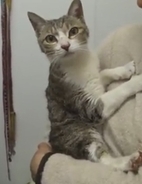 原発から5kmの自宅に残された愛猫、震災1か月後に奇跡の再会。今年22歳になった猫が家族を支えた15年