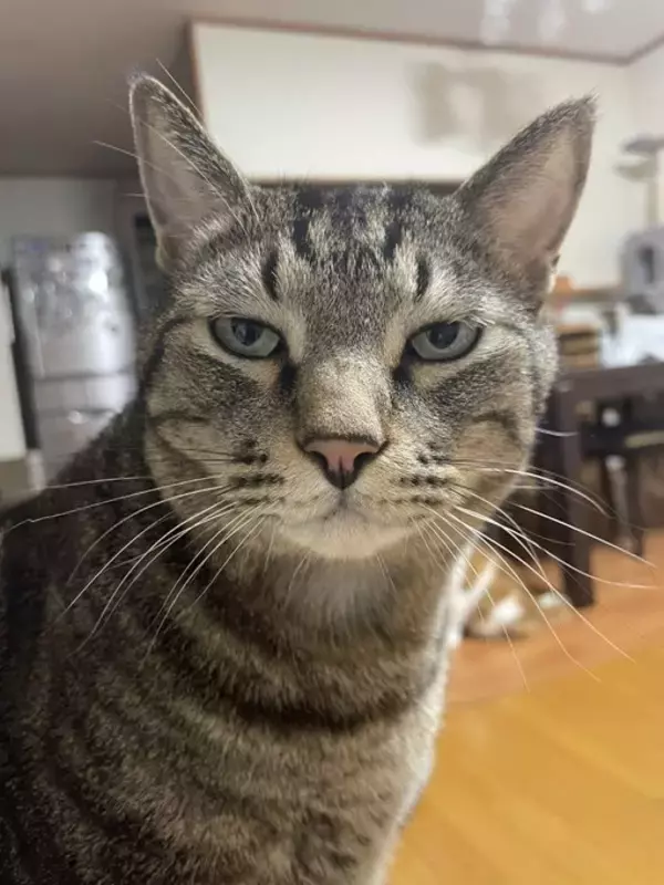 「圧が…」朝ごはんを待つキジトラ猫の“冷めた視線”がジワる！表情豊かなリュウくんが可愛すぎる