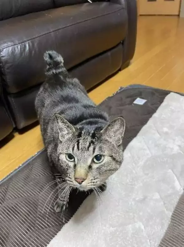 「「圧が…」朝ごはんを待つキジトラ猫の“冷めた視線”がジワる！表情豊かなリュウくんが可愛すぎる」の画像