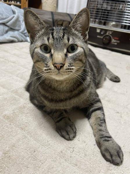 「圧が…」朝ごはんを待つキジトラ猫の“冷めた視線”がジワる！表情豊かなリュウくんが可愛すぎる