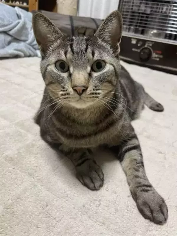 「「圧が…」朝ごはんを待つキジトラ猫の“冷めた視線”がジワる！表情豊かなリュウくんが可愛すぎる」の画像