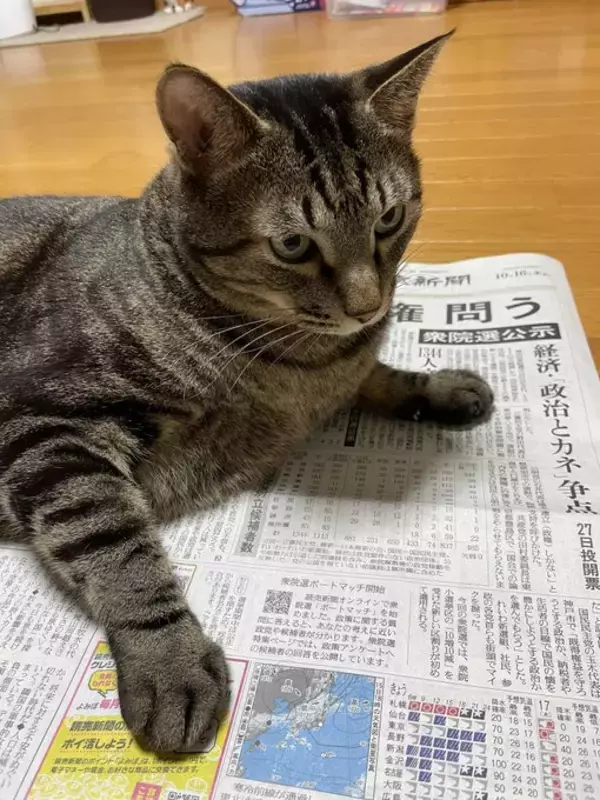「「圧が…」朝ごはんを待つキジトラ猫の“冷めた視線”がジワる！表情豊かなリュウくんが可愛すぎる」の画像