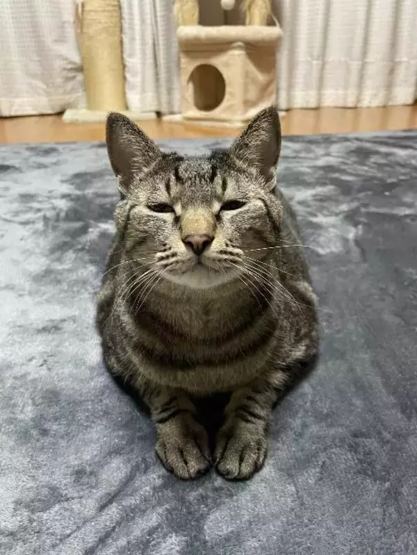 「「圧が…」朝ごはんを待つキジトラ猫の“冷めた視線”がジワる！表情豊かなリュウくんが可愛すぎる」の画像