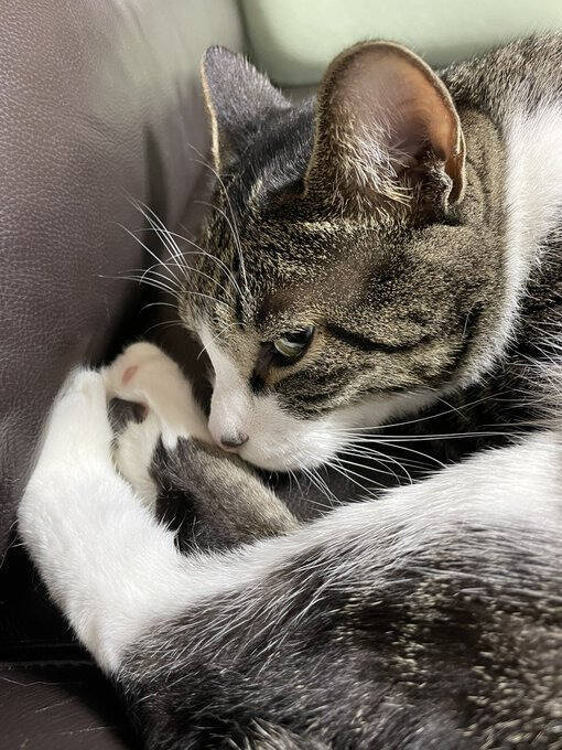 「圧が…」朝ごはんを待つキジトラ猫の“冷めた視線”がジワる！表情豊かなリュウくんが可愛すぎる