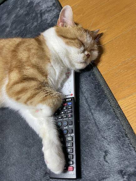 「圧が…」朝ごはんを待つキジトラ猫の“冷めた視線”がジワる！表情豊かなリュウくんが可愛すぎる