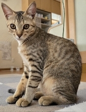 職場の駐車場に現れた赤ちゃん猫→数ヶ月後、たくましく成長した姿が愛くるしい「ヤンチャな弟キャラに」