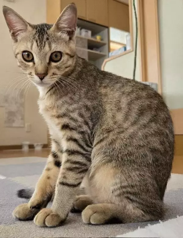 職場の駐車場に現れた赤ちゃん猫→数ヶ月後、たくましく成長した姿が愛くるしい「ヤンチャな弟キャラに」