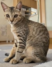 職場の駐車場に現れた赤ちゃん猫→数ヶ月後、たくましく成長した姿が愛くるしい「ヤンチャな弟キャラに」