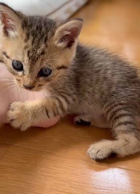 職場の駐車場に現れた赤ちゃん猫→数ヶ月後、たくましく成長した姿が愛くるしい「ヤンチャな弟キャラに」