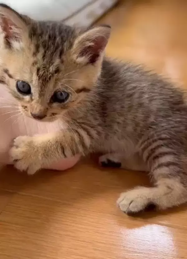「職場の駐車場に現れた赤ちゃん猫→数ヶ月後、たくましく成長した姿が愛くるしい「ヤンチャな弟キャラに」」の画像