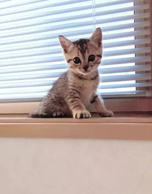 「職場の駐車場に現れた赤ちゃん猫→数ヶ月後、たくましく成長した姿が愛くるしい「ヤンチャな弟キャラに」」の画像