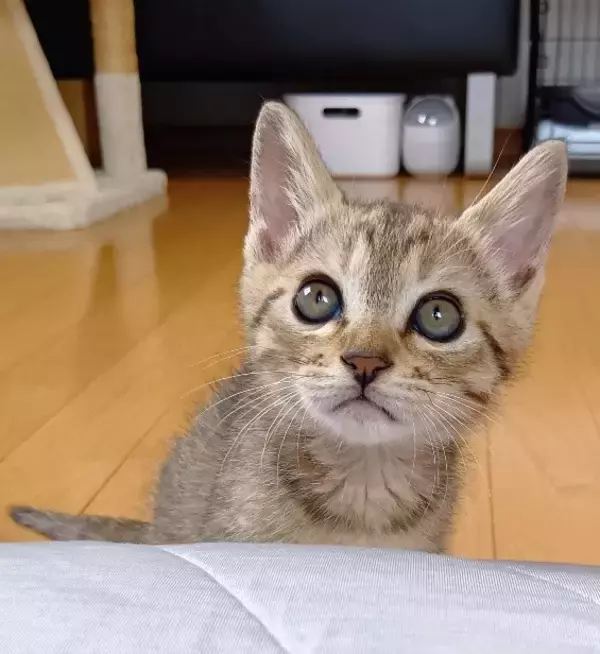 「職場の駐車場に現れた赤ちゃん猫→数ヶ月後、たくましく成長した姿が愛くるしい「ヤンチャな弟キャラに」」の画像