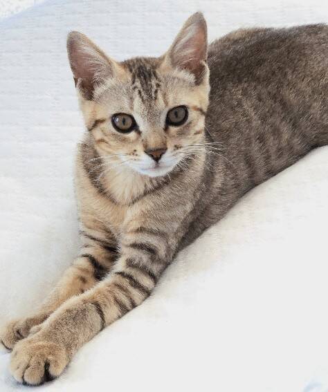 職場の駐車場に現れた赤ちゃん猫→数ヶ月後、たくましく成長した姿が愛くるしい「ヤンチャな弟キャラに」