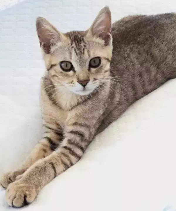 「職場の駐車場に現れた赤ちゃん猫→数ヶ月後、たくましく成長した姿が愛くるしい「ヤンチャな弟キャラに」」の画像