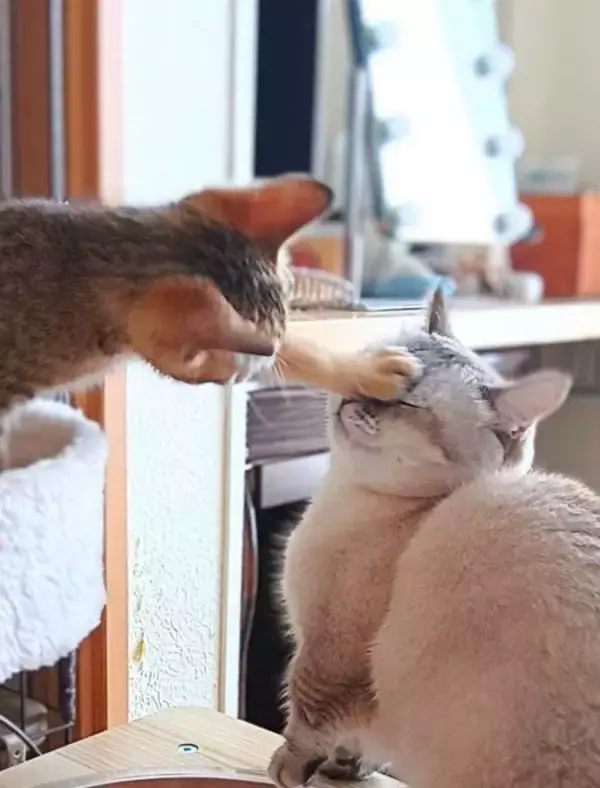 「職場の駐車場に現れた赤ちゃん猫→数ヶ月後、たくましく成長した姿が愛くるしい「ヤンチャな弟キャラに」」の画像