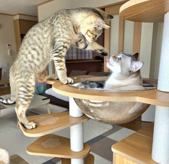 職場の駐車場に現れた赤ちゃん猫→数ヶ月後、たくましく成長した姿が愛くるしい「ヤンチャな弟キャラに」