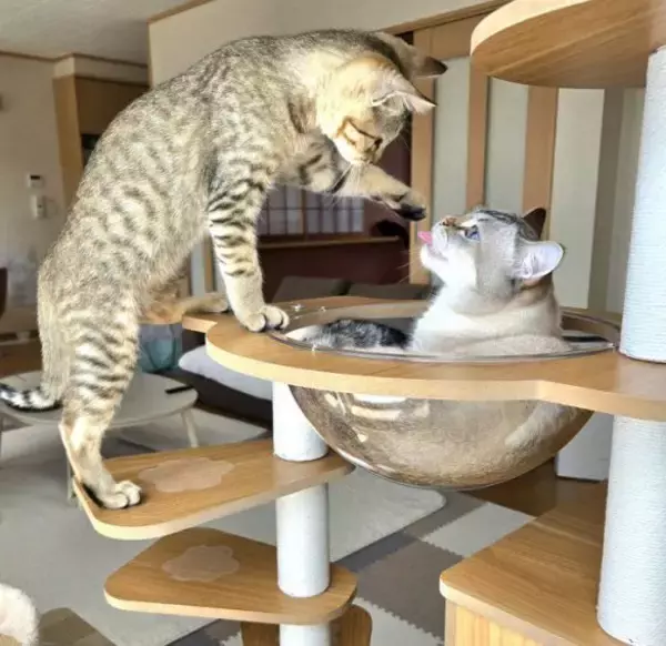 「職場の駐車場に現れた赤ちゃん猫→数ヶ月後、たくましく成長した姿が愛くるしい「ヤンチャな弟キャラに」」の画像