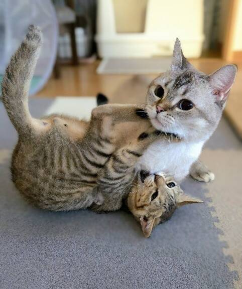 職場の駐車場に現れた赤ちゃん猫→数ヶ月後、たくましく成長した姿が愛くるしい「ヤンチャな弟キャラに」