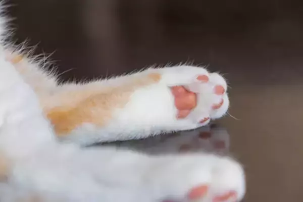 「夫の不倫相手に会って驚き。「あなたならいいわ」と39歳妻が許した理由／結婚人気記事BEST」の画像