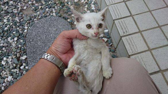 体重580gのガリガリだった野良の子猫が…→6kg超えに成長した“幸せな7年後”にほっこり