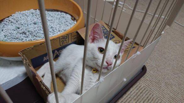 体重580gのガリガリだった野良の子猫が…→6kg超えに成長した“幸せな7年後”にほっこり