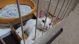 「体重580gのガリガリだった野良の子猫が…→6kg超えに成長した“幸せな7年後”にほっこり」の画像4