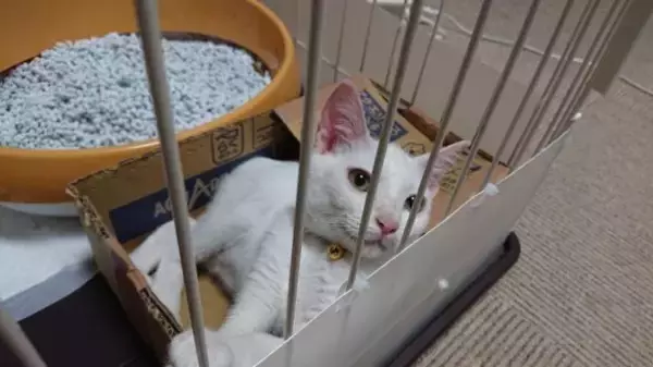 「体重580gのガリガリだった野良の子猫が…→6kg超えに成長した“幸せな7年後”にほっこり」の画像