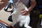 「体重580gのガリガリだった野良の子猫が…→6kg超えに成長した“幸せな7年後”にほっこり」の画像5