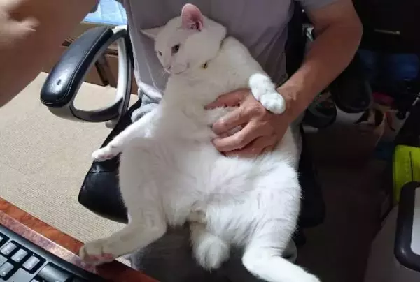 「体重580gのガリガリだった野良の子猫が…→6kg超えに成長した“幸せな7年後”にほっこり」の画像