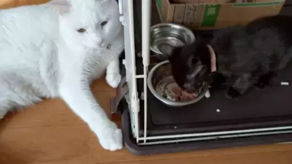 「体重580gのガリガリだった野良の子猫が…→6kg超えに成長した“幸せな7年後”にほっこり」の画像