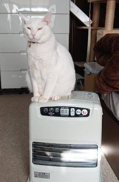 体重580gのガリガリだった野良の子猫が…→6kg超えに成長した“幸せな7年後”にほっこり