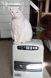 「体重580gのガリガリだった野良の子猫が…→6kg超えに成長した“幸せな7年後”にほっこり」の画像7