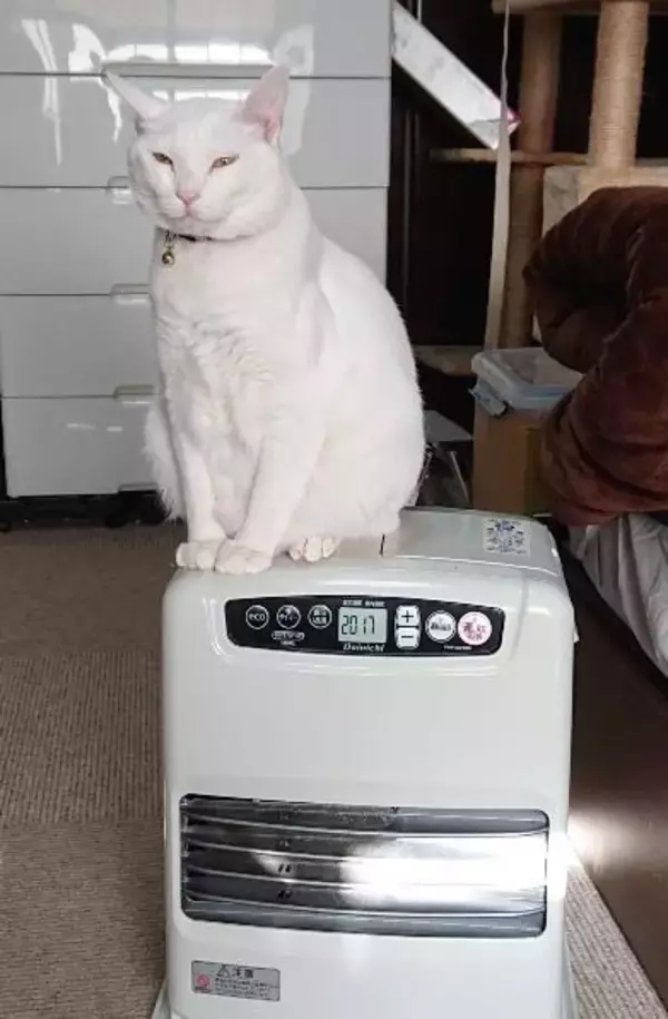 「体重580gのガリガリだった野良の子猫が…→6kg超えに成長した“幸せな7年後”にほっこり」の画像