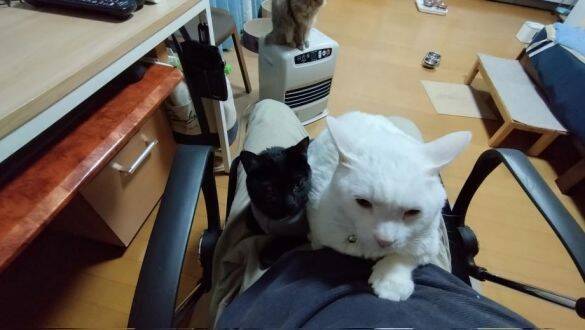 体重580gのガリガリだった野良の子猫が…→6kg超えに成長した“幸せな7年後”にほっこり