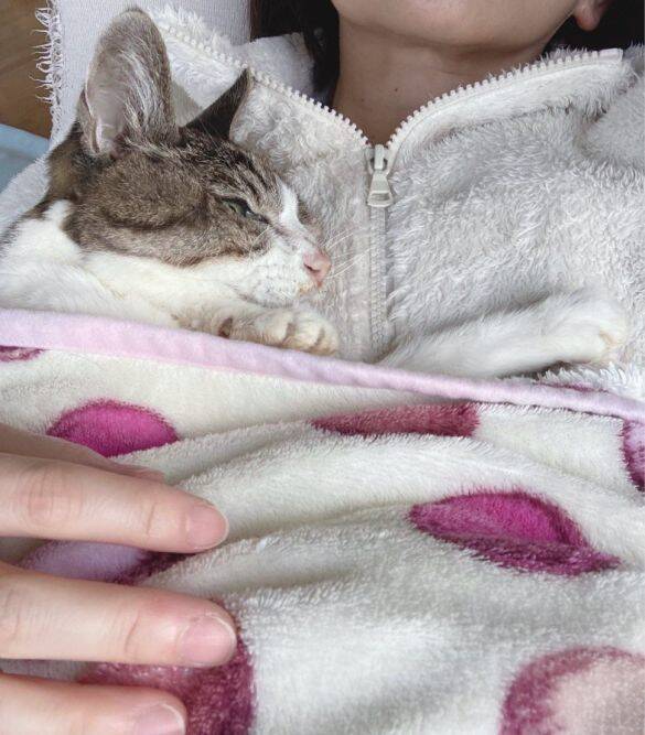 庭に現れたのは、死産した子猫をぶら下げた野良猫。そこから18年続いた“奇跡の猫生”とは